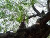 Indie_a_Sri_Lanka_049.jpg